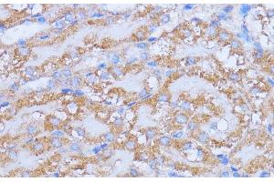 Immunohistochemistry of paraffin-embedded Mouse kidney using NME6 Polyclonal Antibody at dilution of 1:100 (40x lens). (NME6 anticorps)