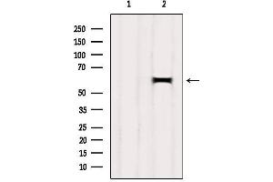 Western blot analysis of extracts from Mouse brain, using HEPACAM Antibody. (HEPACAM anticorps  (C-Term))