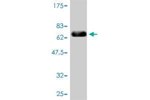 Western Blot detection against Immunogen (67.