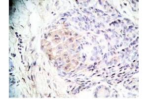 Human pancreas tissue was stained by Rabbit Anti-Orexin A (16-33) (H) Antibody (Orexin A anticorps  (amidated))