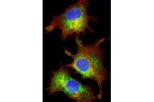 Immunofluorescent analysis of 4 % paraformaldehyde-fixed, 0.