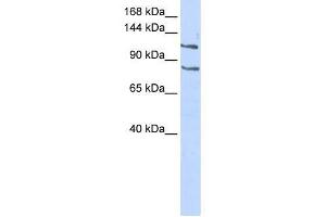 CEBPZ antibody used at 0. (CEBPZ anticorps  (Middle Region))