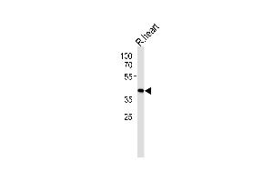 Western blot analysis of lysate from rat heart tissue lysate, using TOL Antibody (N-term) (ABIN6244079 and ABIN6577572).