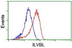 Image no. 16 for anti-IlvB (Bacterial Acetolactate Synthase)-Like (ILVBL) antibody (ABIN1498878) (ILVBL anticorps)