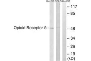 Western blot analysis of extracts from HuvEc/COLO205 cells, using Opioid Receptor-delta (Ab-363) Antibody. (OPRD1 anticorps  (AA 323-372))