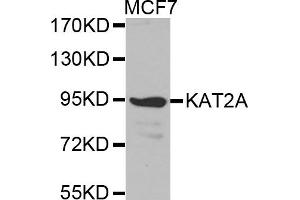Western Blotting (WB) image for anti-K(lysine) Acetyltransferase 2A (KAT2A) antibody (ABIN1873352) (KAT2A anticorps)
