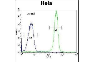 Flow cytometric analysis of Hela cells (right histogram) compared to a negative control cell (left histogram).
