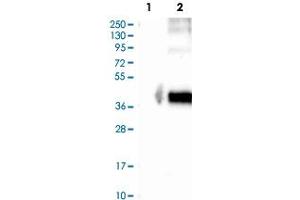 Western Blot analysis of Lane 1: negative control (vector only transfected HEK293T cell lysate) and Lane 2: over-expression lysate (co-expressed with a C-terminal myc-DDK tag in mammalian HEK293T cells) with GPR77 polyclonal antibody .