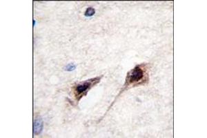 Image no. 1 for anti-Myocyte Enhancer Factor 2C (MEF2C) (Ser387) antibody (ABIN358801) (MEF2C anticorps  (Ser387))