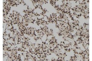 ABIN6272928 at 1/100 staining Rat lung tissue by IHC-P. (Ribonuclease H1 anticorps  (Internal Region))