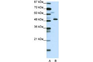 WB Suggested Anti-ZNF259 Antibody Titration:  0. (ZNF259 anticorps  (N-Term))