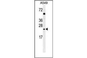 Western blot analysis of GOLGA2L1 Antibody (C-term) in A549 cell line lysates (35ug/lane). (GOLGA2P5 anticorps  (C-Term))