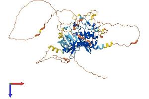 AlphaFold protein structure predicition of Mouse Recombinant Tesk2 Protein, UniprotID Q8VCT9