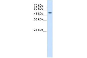 WB Suggested Anti-KRT8 Antibody Titration:  0. (KRT8 anticorps  (N-Term))