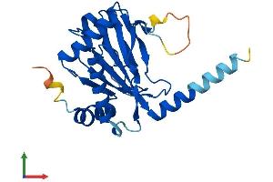 AlphaFold protein structure predicition of Mouse Recombinant Egln3 Protein, UniprotID Q91UZ4