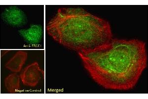 ABIN6391360 Immunofluorescence analysis of paraformaldehyde fixed U2OS cells, permeabilized with 0. (ERCC1 anticorps  (Internal Region))