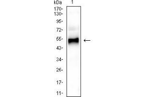 Western blot analysis using GATA3 mouse mAb against T47D (1) cell lysate.