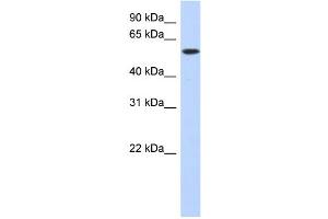 WB Suggested Anti-DNTT Antibody Titration: 0. (TdT anticorps  (Middle Region))