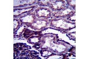IGF1 antibody immunohistochemistry analysis in formalin fixed and paraffin embedded human kidney tissue.