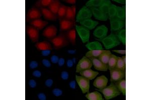 ABIN7093235 and ABIN7097247 staining Hela cells(45 min of heat-shock treatment) by IF/ICC.