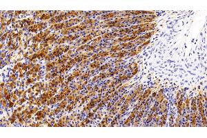 Detection of PGA in Rat Stomach Tissue using Polyclonal Antibody to Pepsinogen A (PGA) (Pepsinogen A anticorps  (AA 16-387))