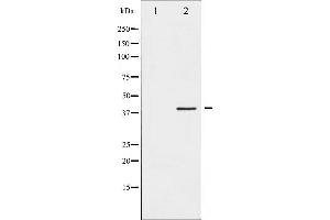 Western blot analysis of Fos phosphorylation expression in forskolin treated K562 whole cell lysates,The lane on the left is treated with the antigen-specific peptide. (c-FOS anticorps  (pSer362))