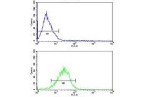 Bid antibody flow analysis of MCF-7 cells (bottom histogram) compared to a negative control (top histogram). (BID anticorps  (AA 39-68))