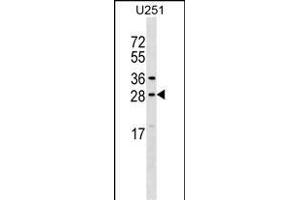 OSTF1 Antibody (N-term) (ABIN1539641 and ABIN2848748) western blot analysis in  cell line lysates (35 μg/lane). (OSTF1 anticorps  (N-Term))
