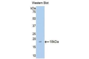 Western Blotting (WB) image for anti-ADAM Metallopeptidase with Thrombospondin Type 1 Motif, 1 (ADAMTS1) (AA 476-614) antibody (ABIN1175279)