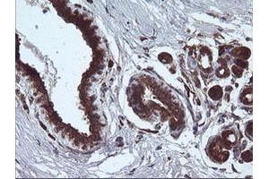 Image no. 5 for anti-Armadillo Repeat Containing 1 (ARMC1) antibody (ABIN1496724) (ARMC1 anticorps)
