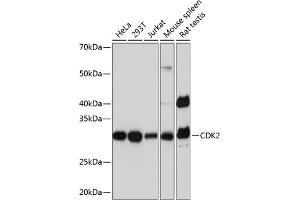 Western blot analysis of extracts of various cell lines, using CDK2 Rabbit mAb  at 1:1000 dilution. (CDK2 anticorps)