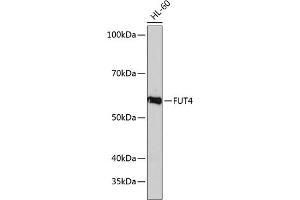 Western blot analysis of extracts of HL-60 cells, using FUT4 Polyclonal Antibody (ABIN7267274) at 1:1000 dilution.