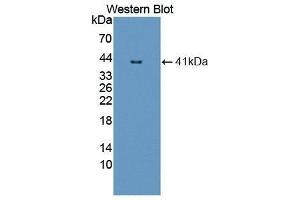 Western Blotting (WB) image for anti-Nuclear Factor kappa B (NFkB) (AA 47-372) antibody (ABIN1862963) (NFkB anticorps  (AA 47-372))