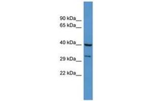 DUSP11 anticorps  (AA 41-90)