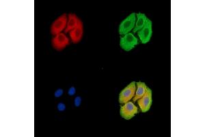 ABIN7096484 and ABIN7100548 staining Hela cells by IF/ICC. (TMEM107 anticorps)