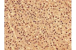 Immunohistochemistry of paraffin-embedded human adrenal gland tissue using ABIN7173954 at dilution of 1:100 (INPP5A anticorps  (AA 1-409))