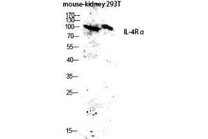 Western Blot (WB) analysis of Mouse Kidney 293T lysis using IL-4Ralpha antibody. (IL4 Receptor anticorps  (Ser540))