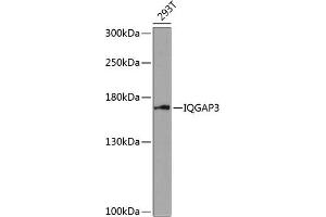 Western blot analysis of extracts of 293T cells, using IQG antibody (ABIN6128096, ABIN6142510, ABIN6142512 and ABIN6218480) at 1:1000 dilution. (IQGAP3 anticorps  (AA 1437-1631))