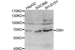 Western blot analysis of extracts of various cell lines, using DBH antibody.