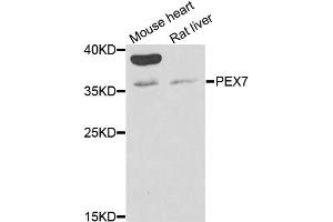 Western blot analysis of extracts of various cell lines, using PEX7 antibody (ABIN2564489) at 1:1000 dilution. (PEX7 anticorps)