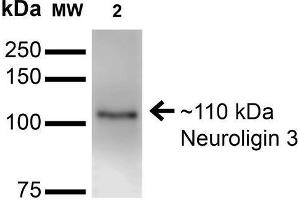 Western Blot analysis of Mouse Brain Membrane showing detection of ~110 kDa Neuroligin 3 protein using Mouse Anti-Neuroligin 3 Monoclonal Antibody, Clone S110-29 . (Neuroligin 3 anticorps  (AA 730-848) (APC))