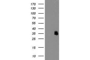 Western Blotting (WB) image for anti-Interferon-Induced Protein 35 (IFI35) antibody (ABIN1498802) (IFI35 anticorps)