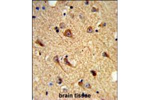 Formalin-fixed and paraffin-embedded mouse brain tissue reacted with CNTNAP2 Antibody , which was peroxidase-conjugated to the secondary antibody, followed by DAB staining.