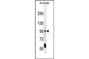 Western blot analysis of EXOC3L Antibody (EXOC3L1 anticorps  (C-Term))