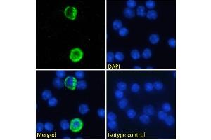Immunofluorescence staining of fixed mouse splenocytes with anti-GITRL (Tumor necrosis factor ligand superfamily member 18) antibody YGL386. (Recombinant TNFSF18 anticorps)