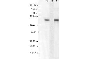 Western Blot analysis of Human Cell lysates showing detection of Hsc70 protein using Mouse Anti-Hsc70 Monoclonal Antibody, Clone 1F2-H5 . (Hsc70 anticorps  (Atto 390))