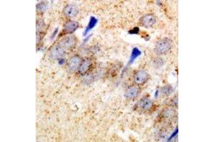 Immunohistochemical analysis of EEF1D staining in rat brain  formalin fixed paraffin embedded tissue section.