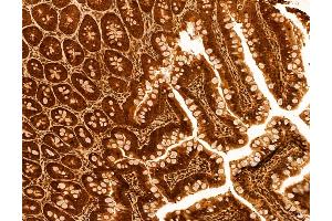 ABIN6259812 and ABIN6272986 at 1/100 staining Rat colon tissue by IHC-P. (ADRM1 anticorps  (Internal Region))