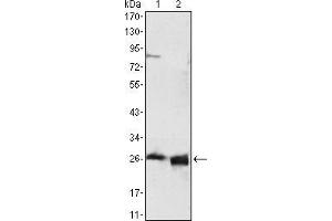Western blot analysis using APOA1 mouse mAb against HepG2 cell lysate (1) and human serum (2). (APOA1 anticorps)