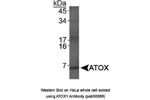 Image no. 1 for anti-ATX1 Antioxidant Protein 1 Homolog (ATOX1) antibody (ABIN363675) (ATOX1 anticorps)